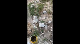 collecting snails