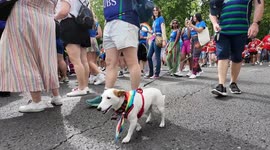 Cute dogs attending this years Pride Parade in London