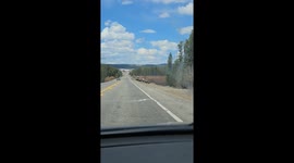 A large group of buffalo were observed on the roadway traversing Yellowstone National Park.