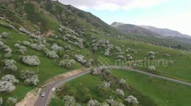 China: Wild apple flower blossoms in Xinjiang