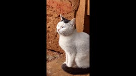 My unique cat, she has two different eye colors.she has brown and blue