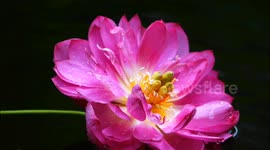 China: Lotus Flowers Bloom in A Park in Yichang