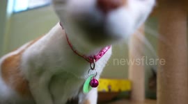 Visit this Cat Cafe where customers can adopt pets in Bangkok