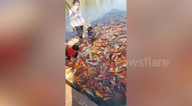 Toddler crawls in water to feed dozens of koi carp