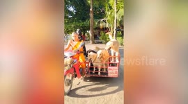 Monk rides motorcycle with sidecar full of dogs