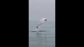 Rare Chinese white dolphins spotted frolicking in waters