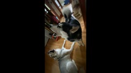 Howling Alaskan Malamute trio perform for their food everyday