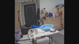 Cat scares the cat and flies up