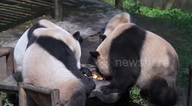 China: Giant Pandas Eat at Chongqing Zoo
