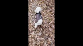 White Maltese gets caught up with a stick while on a forest walk.