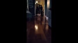 Slow motion video of a cute white maltese chasing after a toy.