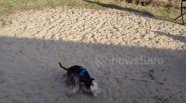 Dog fight - Two small dogs have an epic time wrestling in the sand pit.