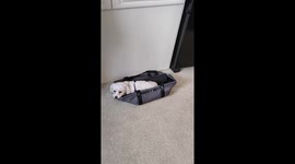 Our little white Maltese has taken a liking to the grocery totes - Her new place to hang out