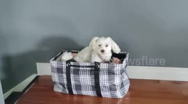 Our small white Maltese dog, loves to use grocery totes and other baggage as her bed.