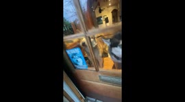 Alaskan Malamute howling home coming welcome for their human family and friends