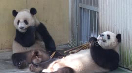 China: Two Giant Pandas Eat at Chongqing Zoo
