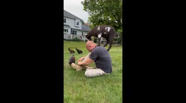 Man Tells Goat It's Time To Get Off His Head
