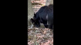 Mama Bear Feeds her Cub
