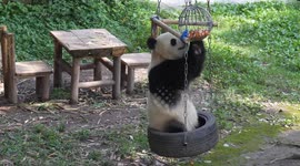 China: A Giant Panda Plays at Chongqing Zoo