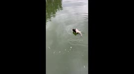 Mink attempts to snatch fisherman's catch