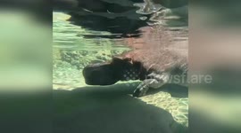 Hippo ambles through water at Milwaukee County Zoo