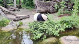 Giant panda-themed cultural event held in Austria