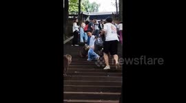 Tourists rescue boy attacked by monkeys at China's Mount Emei