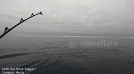 Huge mako shark leaps 20 feet above water while chasing fisherman's bait