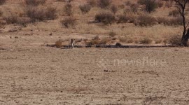 Lucky jackal escapes leopard after big cat stealthily ambushed it