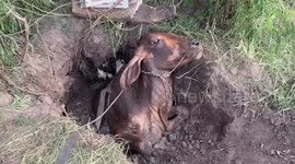 Cow stuck in muddy pit rescued in Thailand