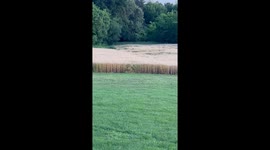 Duck Hunt 2024. Doc living his best life as a reincarnation of the Nintendo Duck Hunt dog from the 80’s