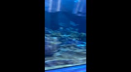 Hammerhead shark going crazy in seaworld aquarium.