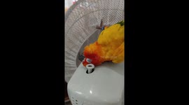Sun conure parrot naps on the fan's moving swivel button