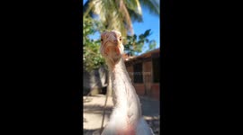 Chicken with grumpy face has hilarious dance moves
