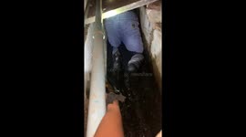 Husband crawls through his neighbour's sewage-filled pipe to rescue her missing kitten