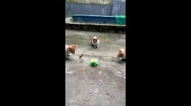 Three pet cats play hilarious game trying to catch toy bird