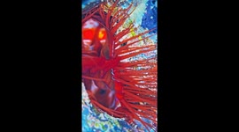 Welcome to the electric factory: Shellfish shoots light underwater