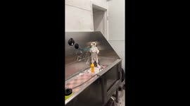 Petrified Pupper Has Had Enough