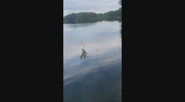 Bait Fish Gets Caught On Other Fisher's Bobber