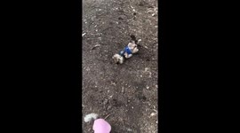 Little Dog Rolls in the Dirt