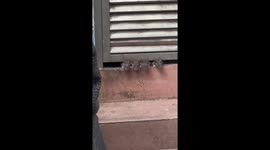 Five little mice peek out from under a shutter in China