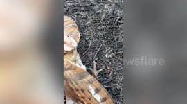 Owl caught in mouse trap released by farmer