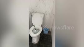 Snake slithers across family's toilet in Thailand