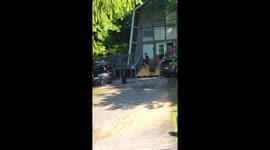 Young Bear Investigates Open Car In Gatlinburg