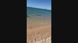 Pelican Swims With Dolphins