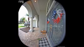 Iguana Showed Up at My Door
