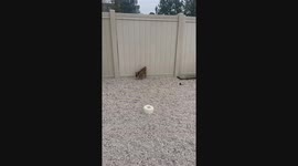 Chihuahua Poops on Fence