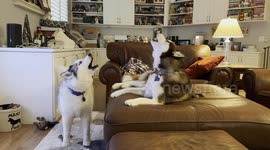 Corgi Puts Up With His Husky Roommates' Racket