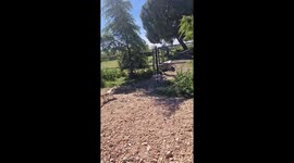Puppies Play in the Horse's Drinking Trough