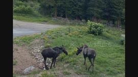 Baby Moose Visit My Front Yard